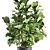 Tropical Plant Collection: Exotic Ficus Lyrata in Vig Planter 3D model small image 3