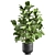 Tropical Plant Collection: Exotic Ficus Lyrata in Vig Planter 3D model small image 4