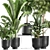 Tropical Plant Collection: Exotic Ficus, Banana Palm, and Strelitzia 3D model small image 2