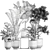 Tropical Plant Collection: Exotic Ficus, Banana Palm, and Strelitzia 3D model small image 5