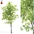 Elevated Elder Tree: Polys 555,232 3D model small image 1