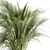 Exotic Palm: Perfect Indoor Plant 3D model small image 3