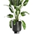 Exotic Plant Collection | Tropical & Indoor Plants 3D model small image 2