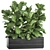 Exotic Plant Collection: Ficus Lyrata & More! 3D model small image 1