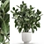 Exotic Plant Collection: Ficus Elastica & Rubbery in White Pots 3D model small image 1