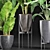 Exquisite Alocasia Collection: 210 Plants 3D model small image 1