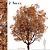 Cinnamon Bark Acer Griseum Trees (Set of 2) 3D model small image 2