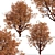 Cinnamon Bark Acer Griseum Trees (Set of 2) 3D model small image 3