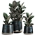 Tropical Plant Collection: Ficus Abidjan in Artizan Iron Pot 3D model small image 1