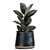 Tropical Plant Collection: Ficus Abidjan in Artizan Iron Pot 3D model small image 4