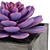 Diverse Succulent Collection 3D model small image 3