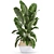 Tropical Plant Collection: Ficus, Strelitzia, Banana Palm 3D model small image 3