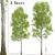 European Aspen Tree Set - Quaking Aspen, Populus Tremula 3D model small image 1