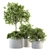 189 Indoor Plant Set: Tree in Pot 3D model small image 1