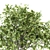 189 Indoor Plant Set: Tree in Pot 3D model small image 4