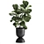 Tropical Ficus Collection: Exotic Plants for Indoor and Outdoor Decor 3D model small image 3