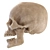Skull 2013: Realistic Human Anatomy 3D model small image 3