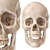 Skull 2013: Realistic Human Anatomy 3D model small image 4