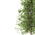 Quaking Aspen: Majestic 14M Height 3D model small image 2