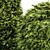 Golden Globe Dwarf Thuja: Evergreen Shrubs for Stunning Landscapes 3D model small image 2