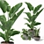 Tropical Plant Set: Sansevieria, Japanese Banana, Ficus, Pilea 3D model small image 3