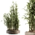 Tall Bamboo Set: Stunning Indoor Greenery! 3D model small image 1