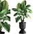 Tropical Collection: Exotic Alocasia Plants 3D model small image 1