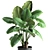 Tropical Collection: Exotic Alocasia Plants 3D model small image 3