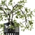 Majestic Bonsai Duo: Indoor Plant Set 3D model small image 2