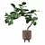 Tropical Elegance: Ficus Benghalensis 3D model small image 3