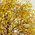 Autumnal Tree Pack: 2 Unique Trees 3D model small image 5