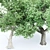  3 Distinctive Tree Models - American Beech, Sycamore, and Amur Cork 3D model small image 3