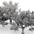  3 Distinctive Tree Models - American Beech, Sycamore, and Amur Cork 3D model small image 8