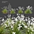 Graceful Libertia Formosa: Versatile 3D Floral Set 3D model small image 1