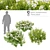 Evergreen Candytuft - 3 Model Pack 3D model small image 1