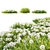 Evergreen Candytuft - 3 Model Pack 3D model small image 3