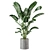 Fresh Greens: Indoor Plants Collection 3D model small image 5