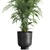 Tropical Plant Collection: Exotic & Decorative in Black Pots 3D model small image 2