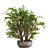 Zen Bliss: Jade Plants Set 3D model small image 3