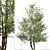Versatile Black Alder Trees: 2-Pack 3D model small image 4