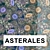 Asterales: High-Quality Vinyl Wallpaper 3D model small image 1