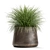 Exotic Plant Collection: Decorative Reeds & Grasses 3D model small image 5