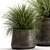 Exotic Plant Collection: Indoor & Outdoor Beauties 3D model small image 4