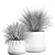 Exotic Plant Collection: Indoor & Outdoor Beauties 3D model small image 6