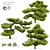 Exquisite Pinus Parviflora Bonsai 3D model small image 1