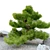 Exquisite Pinus Parviflora Bonsai 3D model small image 3