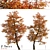Stunning Set of Acer Buergerianum Trees 3D model small image 1