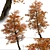 Stunning Set of Acer Buergerianum Trees 3D model small image 2