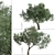 Mediterranean Duo: 2 Olive Trees 3D model small image 3