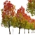 Autumn Blaze Freeman Maple Trees 3D model small image 3